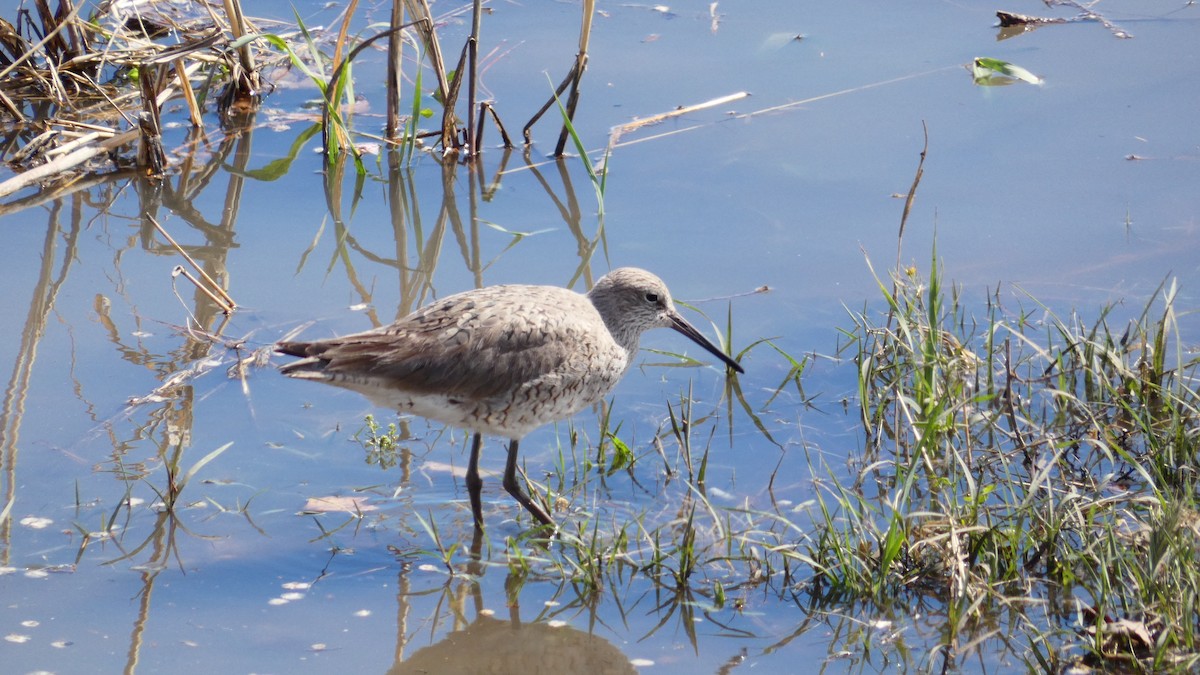 Willet - ML153255891