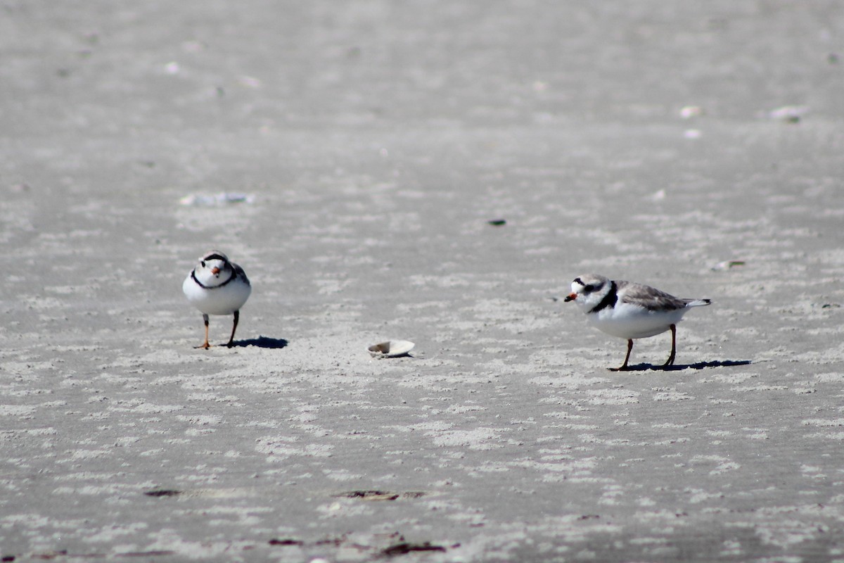 Piping Plover - ML153255931