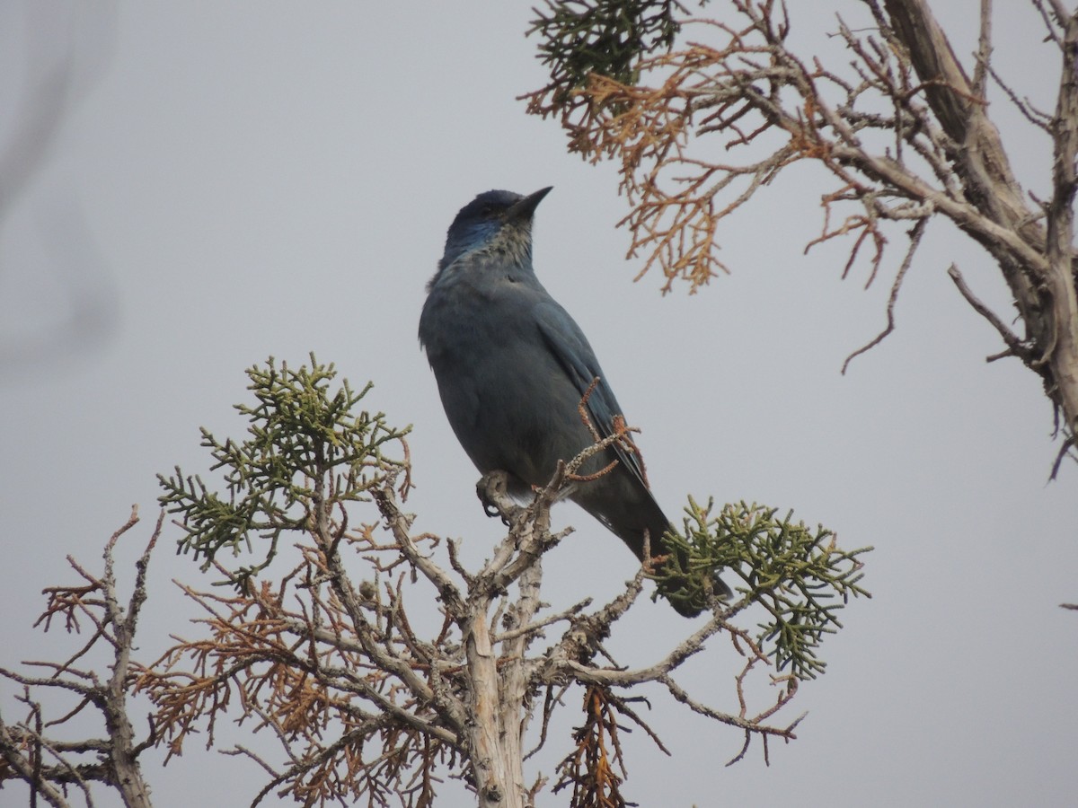 Pinyon Jay - Steven Schellenger