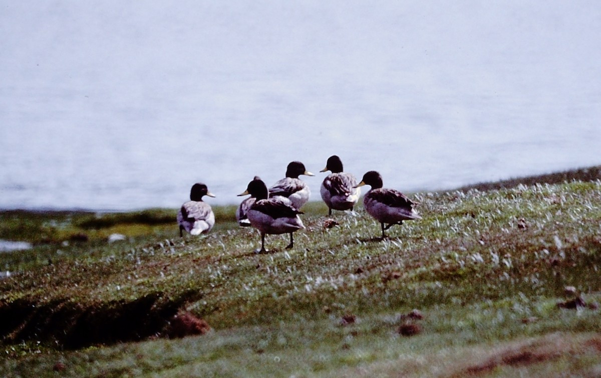 Yellow-billed Teal - ML153257181