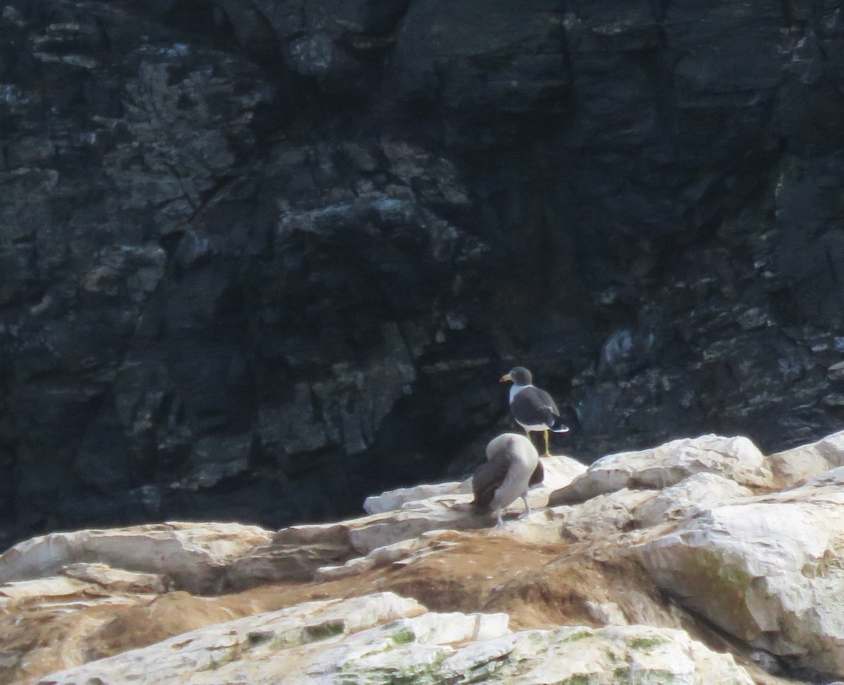 Belcher's Gull - ML153257601