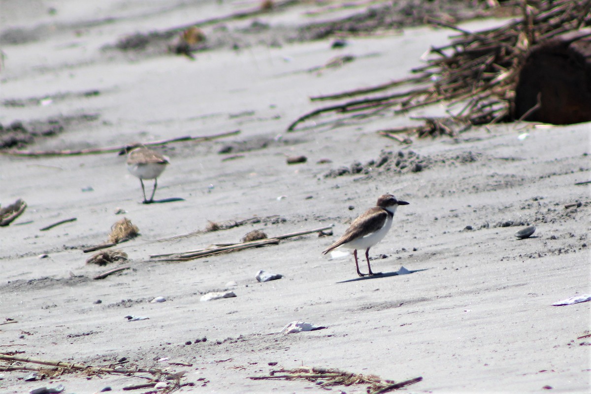 Wilson's Plover - ML153257891