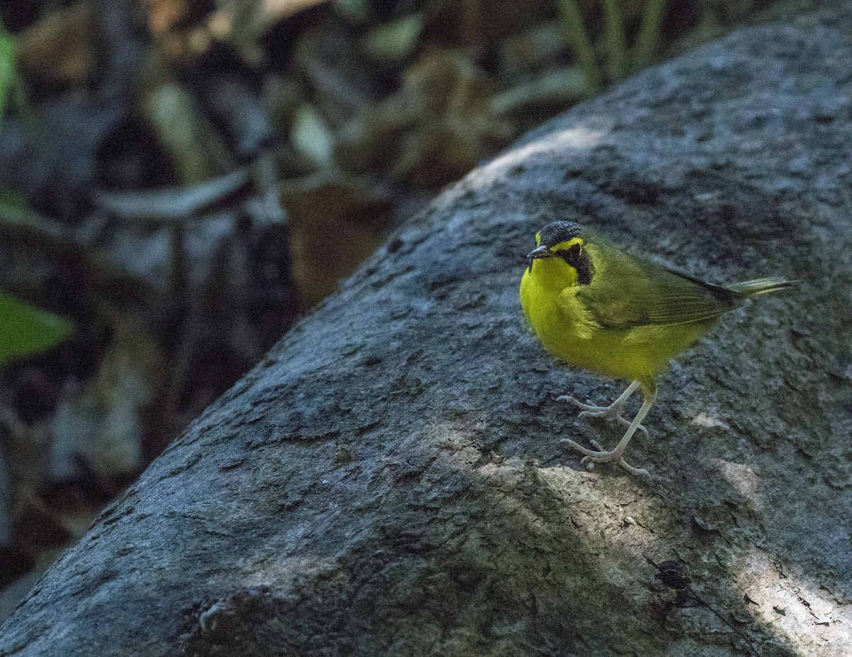 Kentucky Warbler - John Barton