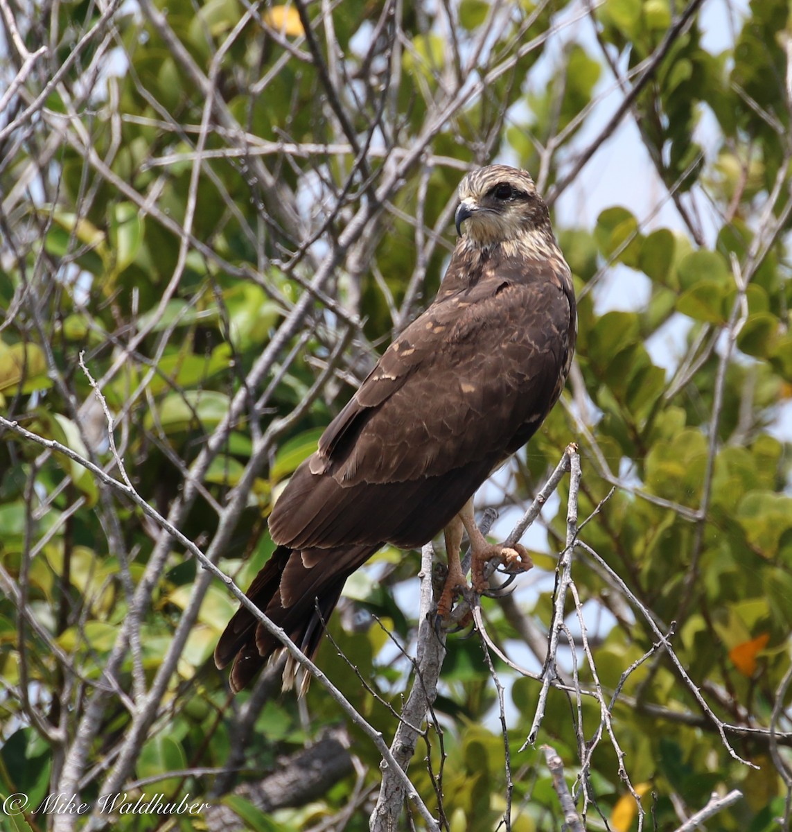 Snail Kite - Mike Waldhuber