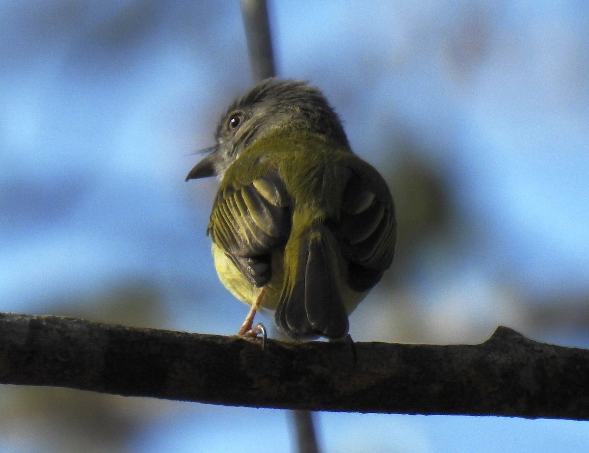 Yellow-olive Flatbill - ML153259411