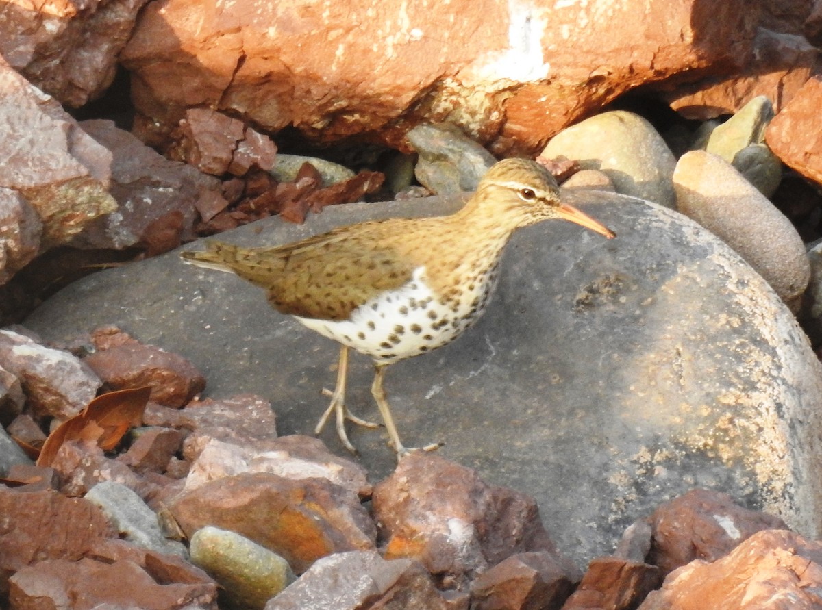 Spotted Sandpiper - ML153260311