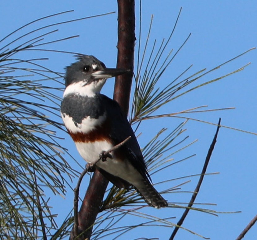 Belted Kingfisher - ML153260491