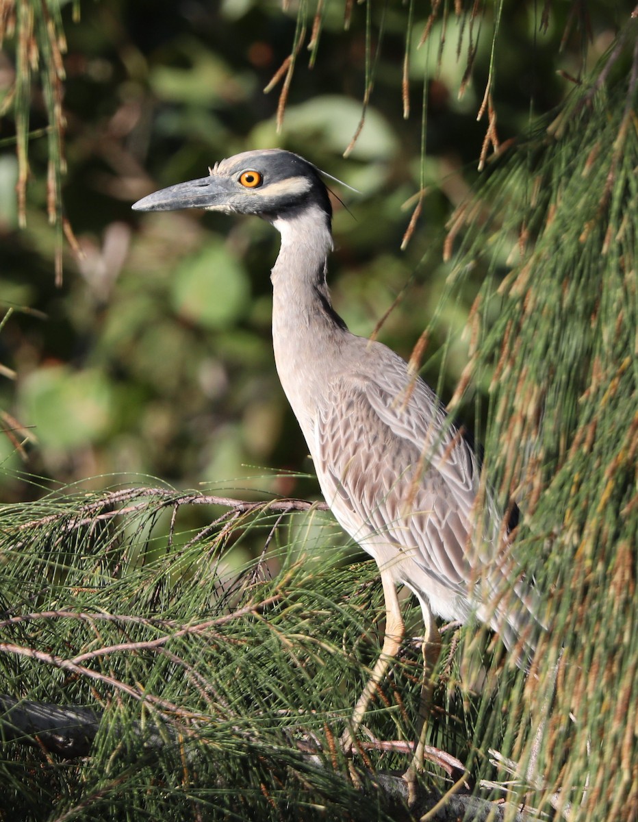 Yellow-crowned Night Heron - ML153260631