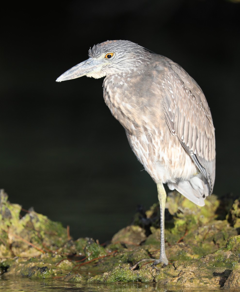 Yellow-crowned Night Heron - ML153260651