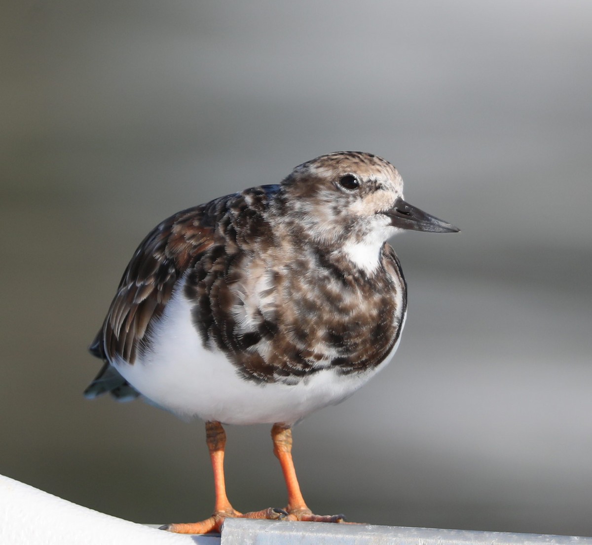 Ruddy Turnstone - ML153260841