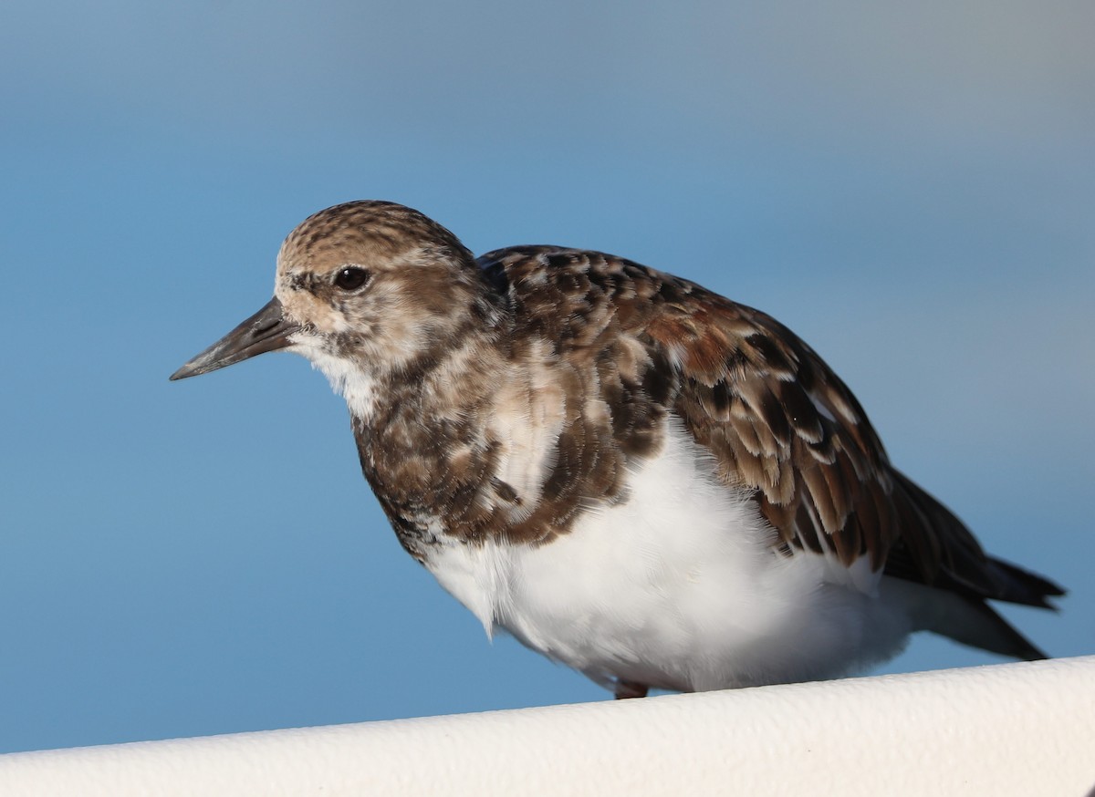 Ruddy Turnstone - Richard Brewer