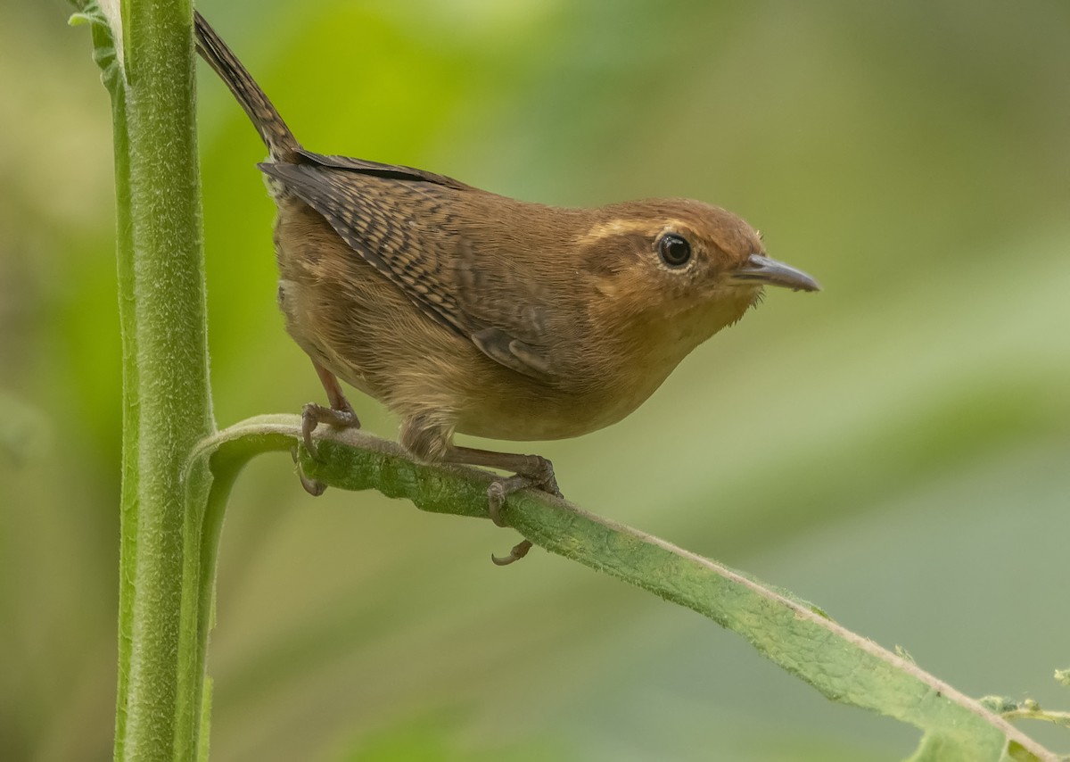 Ochraceous Wren - Leandro Arias Salazar