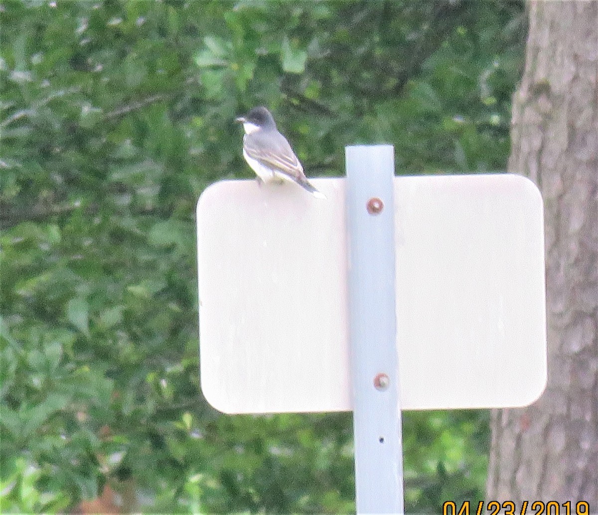 Eastern Kingbird - ML153263941
