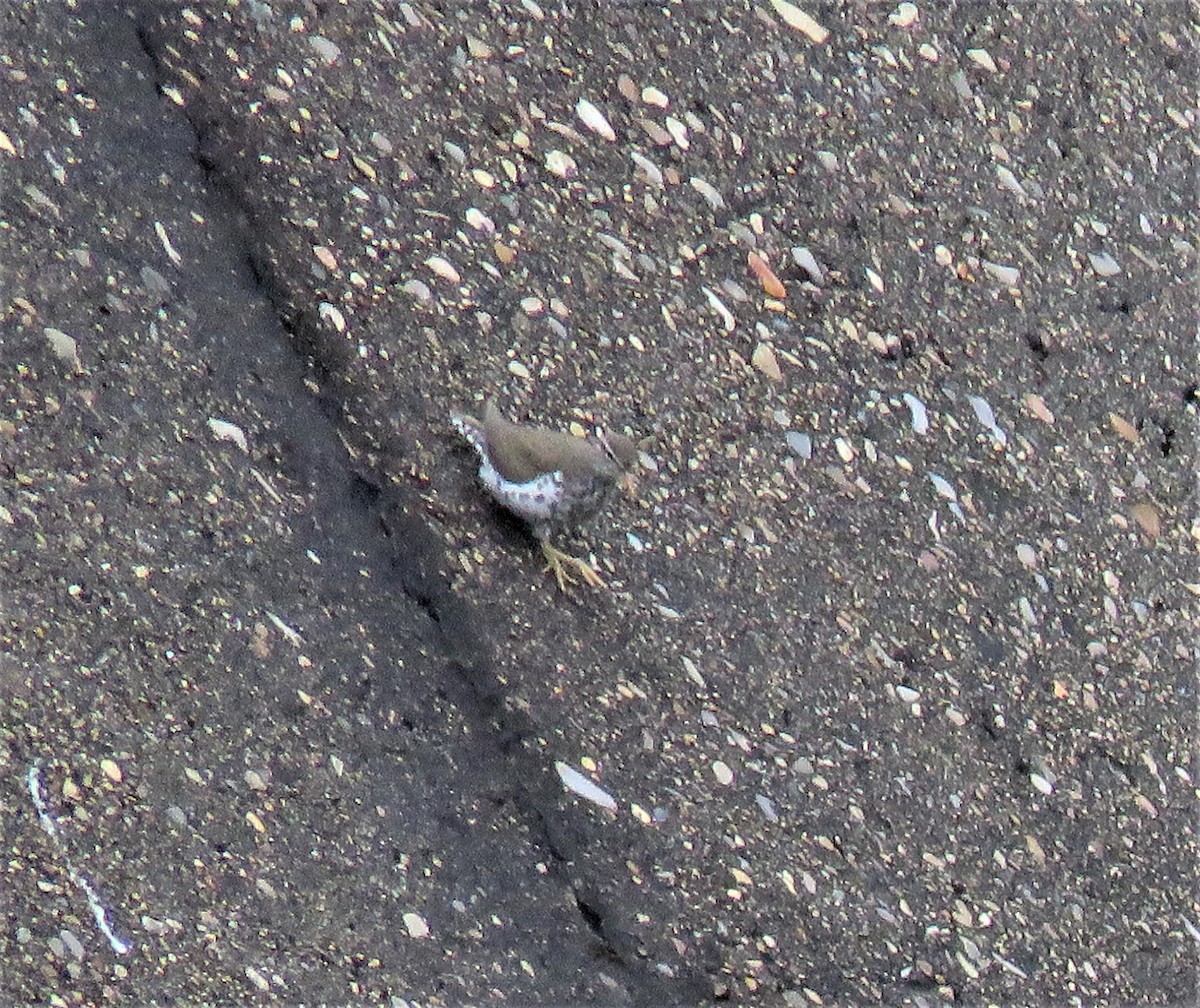 Spotted Sandpiper - Bonnie McKenzie