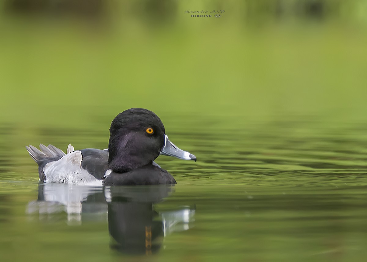 Ring-necked Duck - Leandro Arias