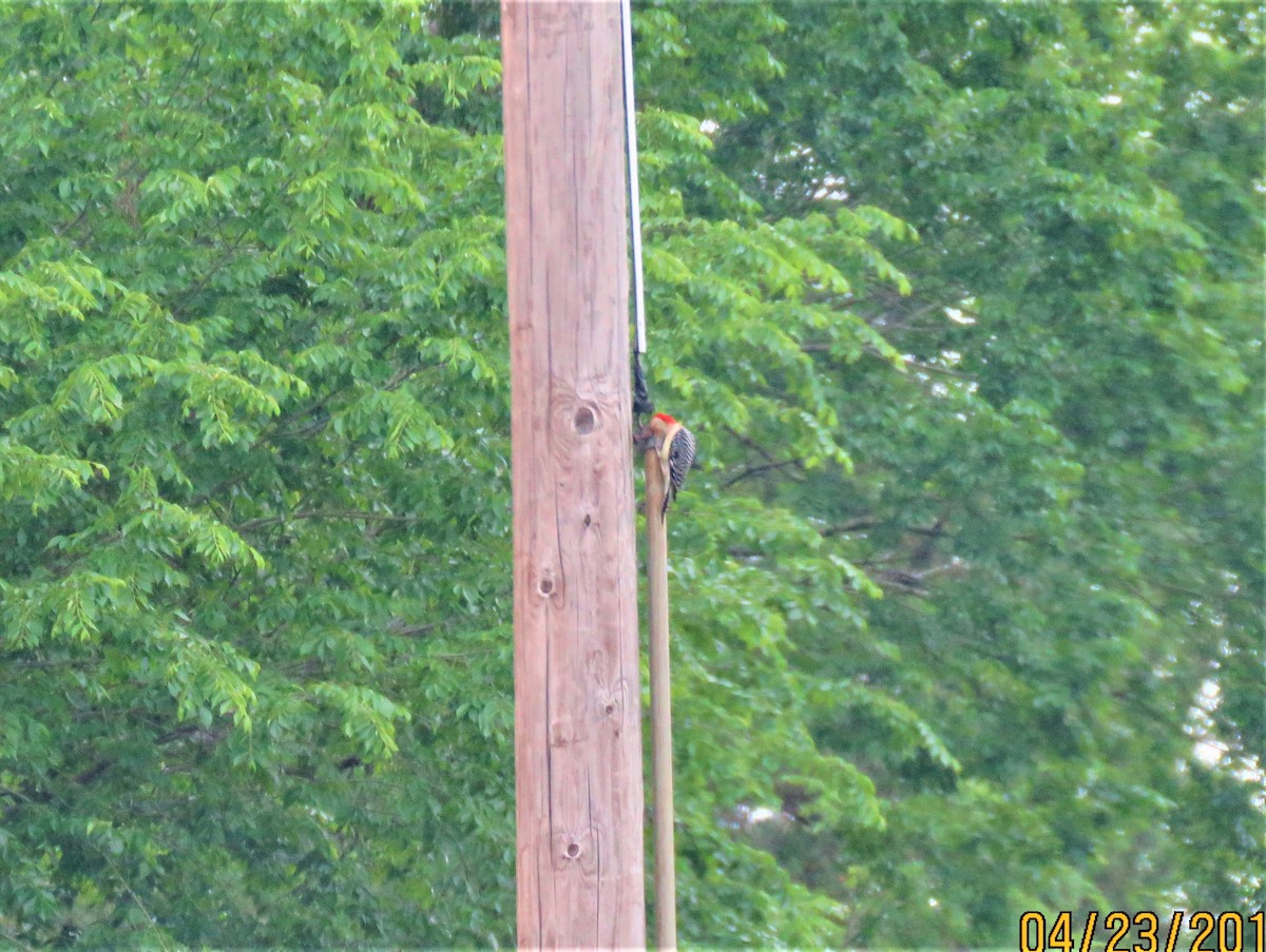 Red-bellied Woodpecker - Bonnie McKenzie