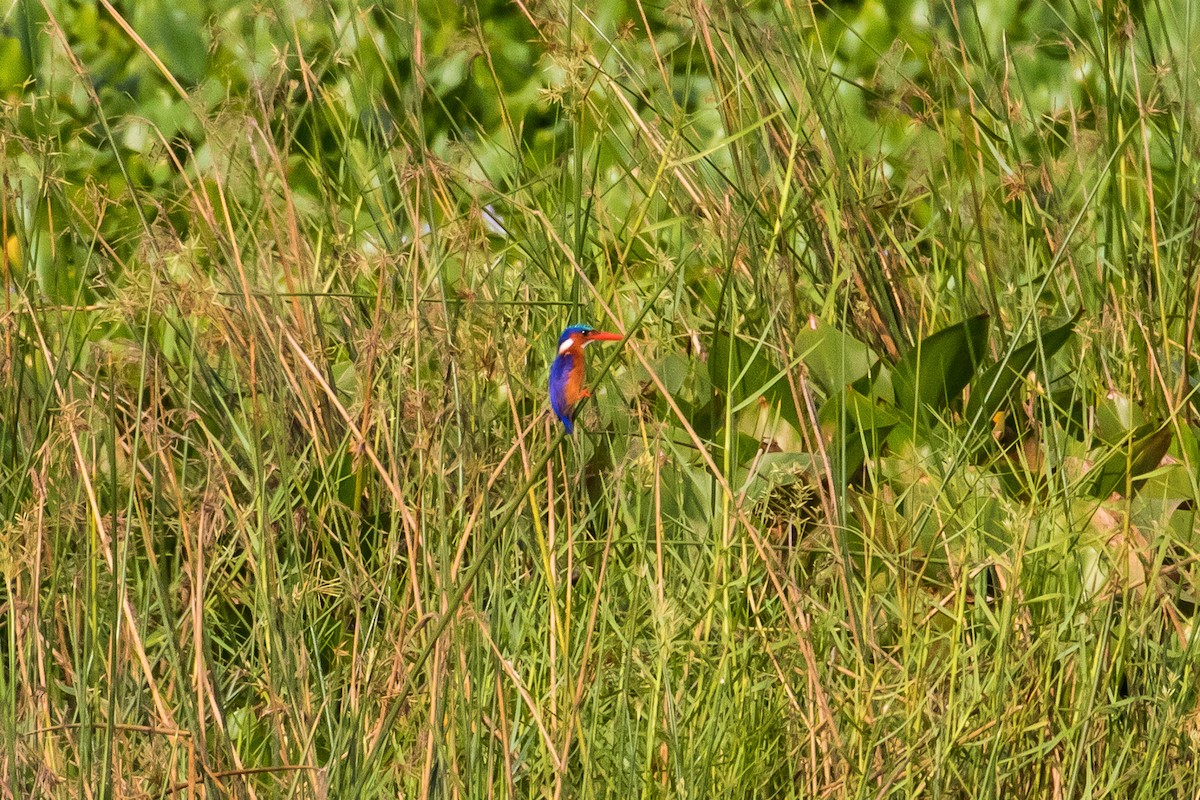 Malachite Kingfisher - graichen & recer