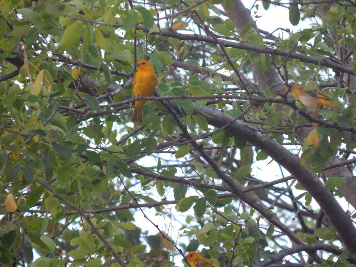 Saffron Finch - ML153265061