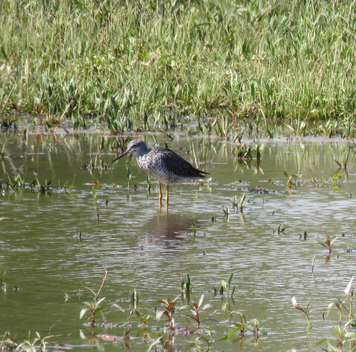 Greater Yellowlegs - ML153265081