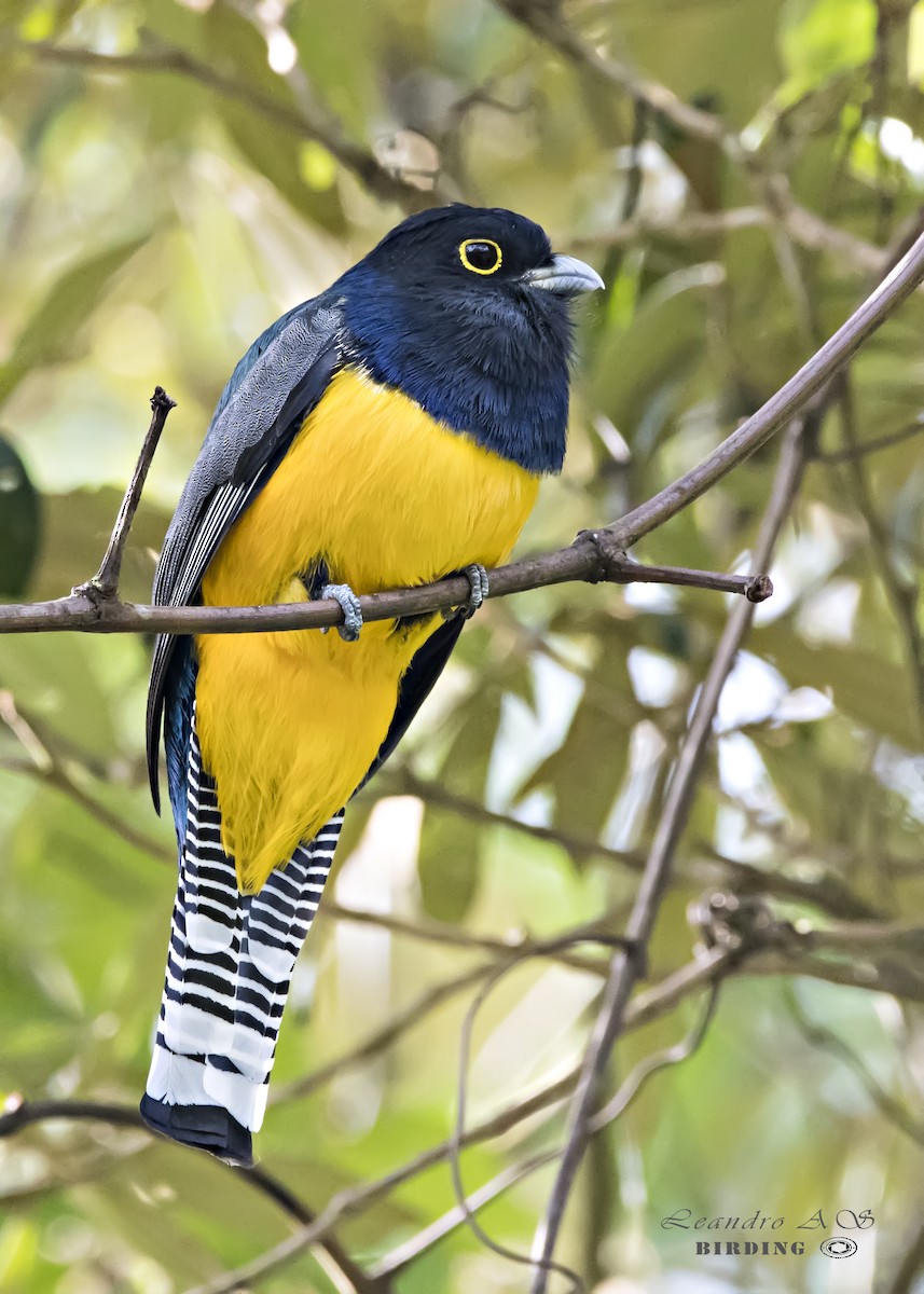 Gartered Violaceous Trogon - ML153265201