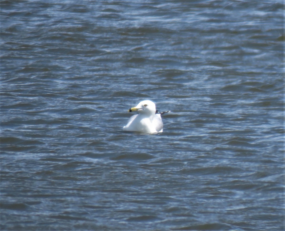 Ring-billed Gull - ML153265391