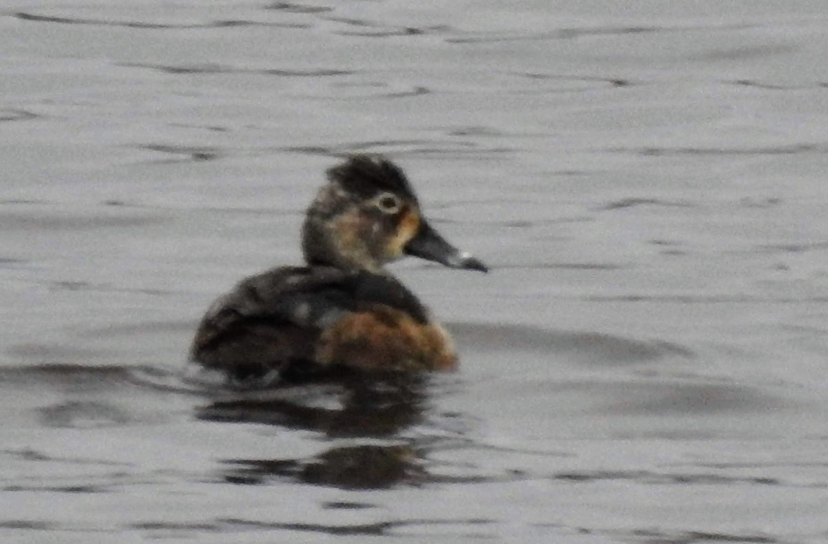 Ring-necked Duck - ML153265861