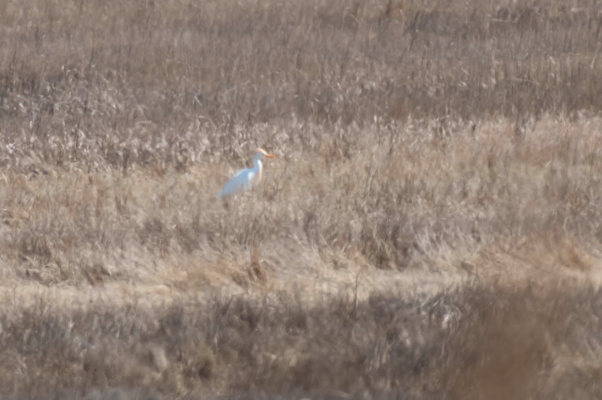 Western Cattle Egret - William Batsford