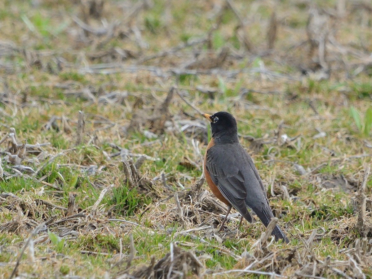 American Robin - ML153267921