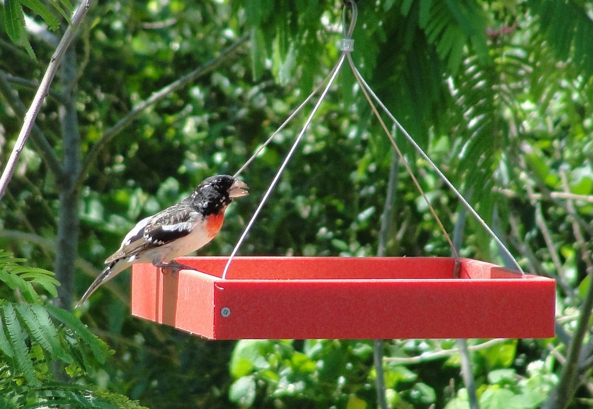 Rose-breasted Grosbeak - ML153267991