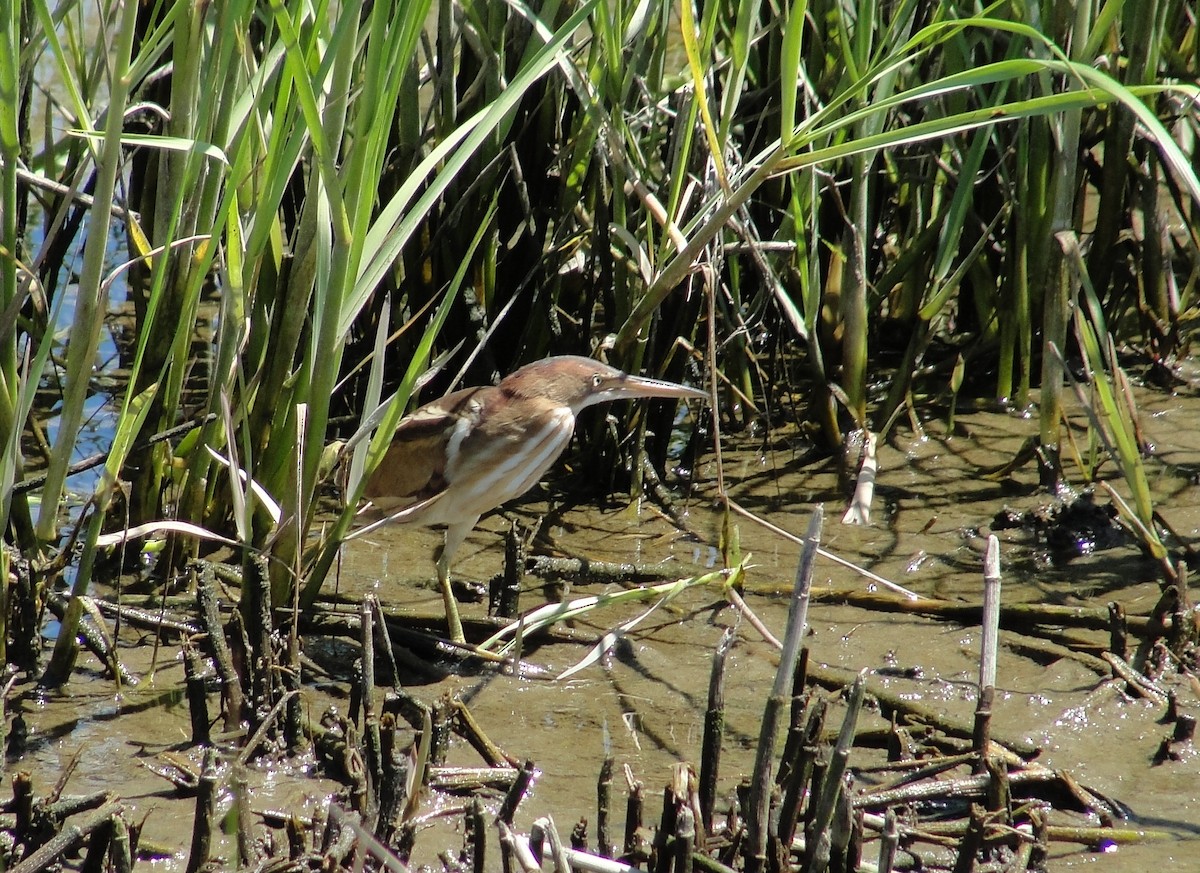 Least Bittern - ML153268461