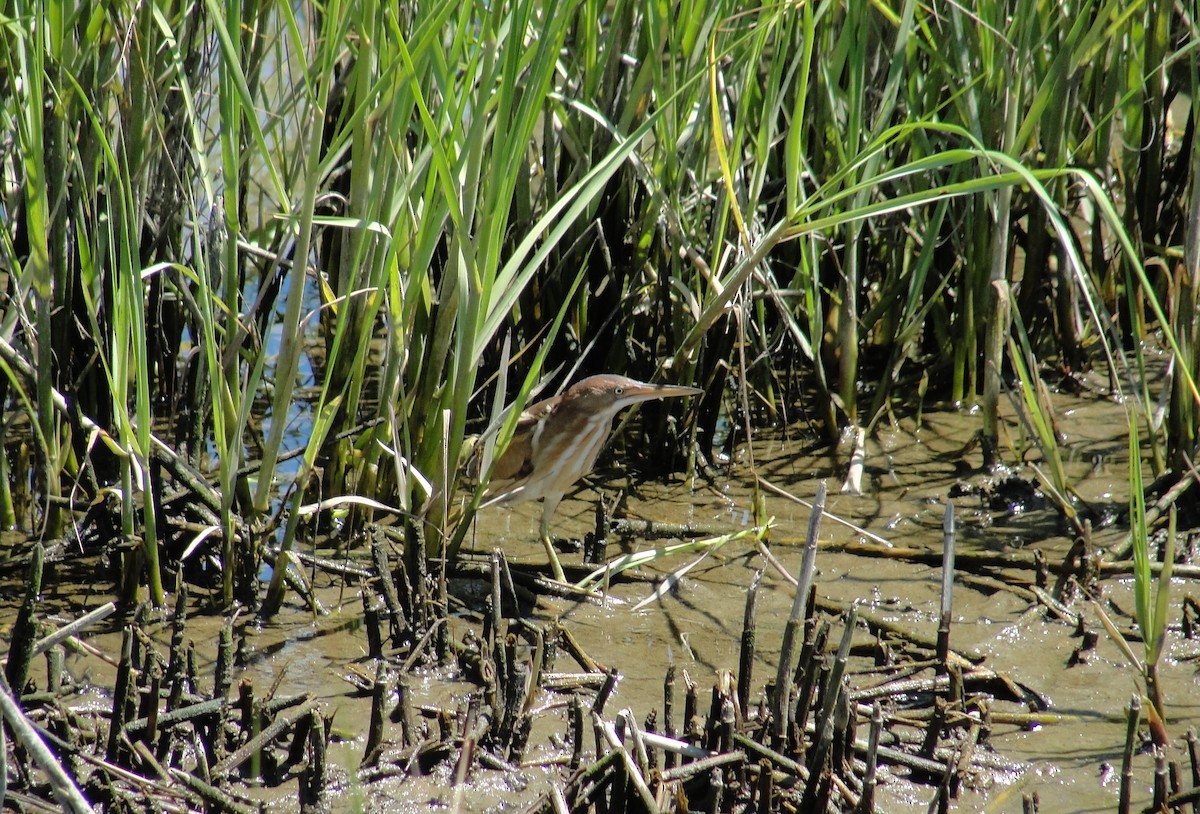 Least Bittern - ML153268471