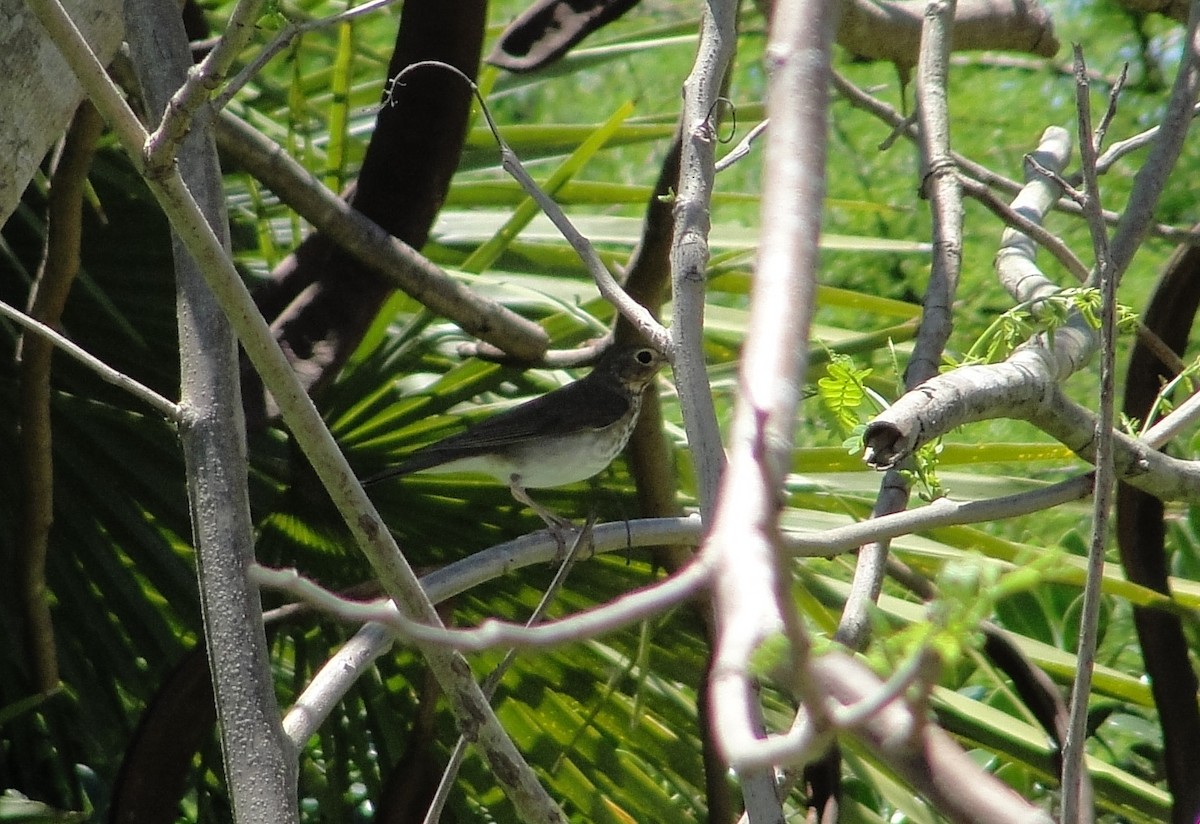 Gray-cheeked Thrush - ML153268591