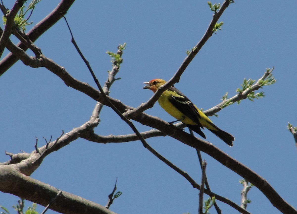 Western Tanager - ML153268721