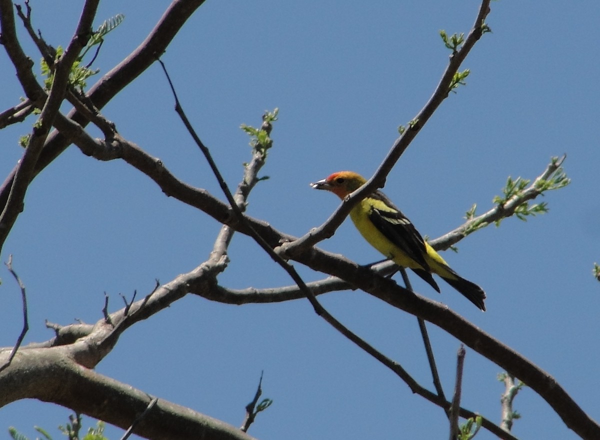 Western Tanager - ML153268731