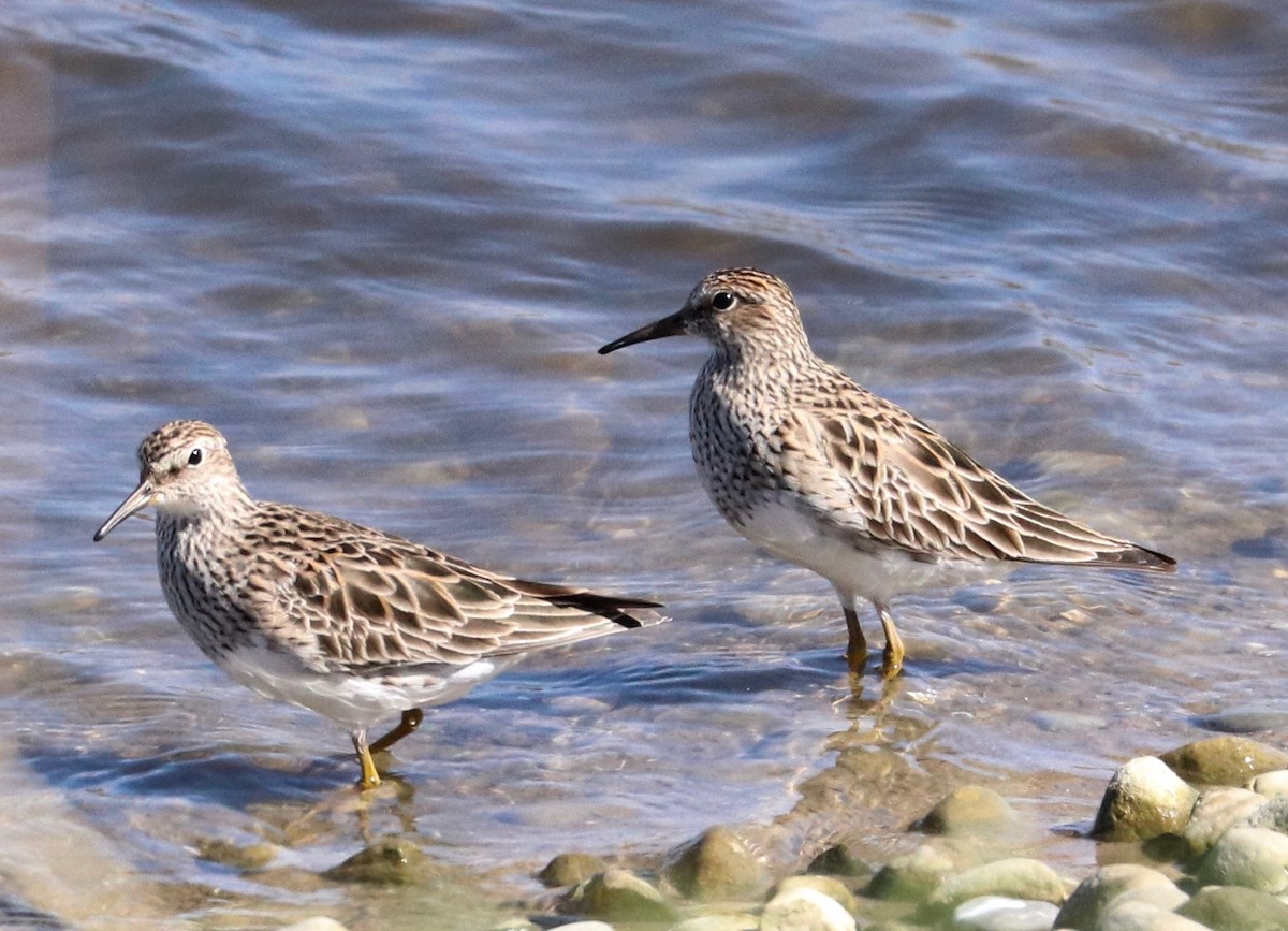 Pectoral Sandpiper - ML153269091