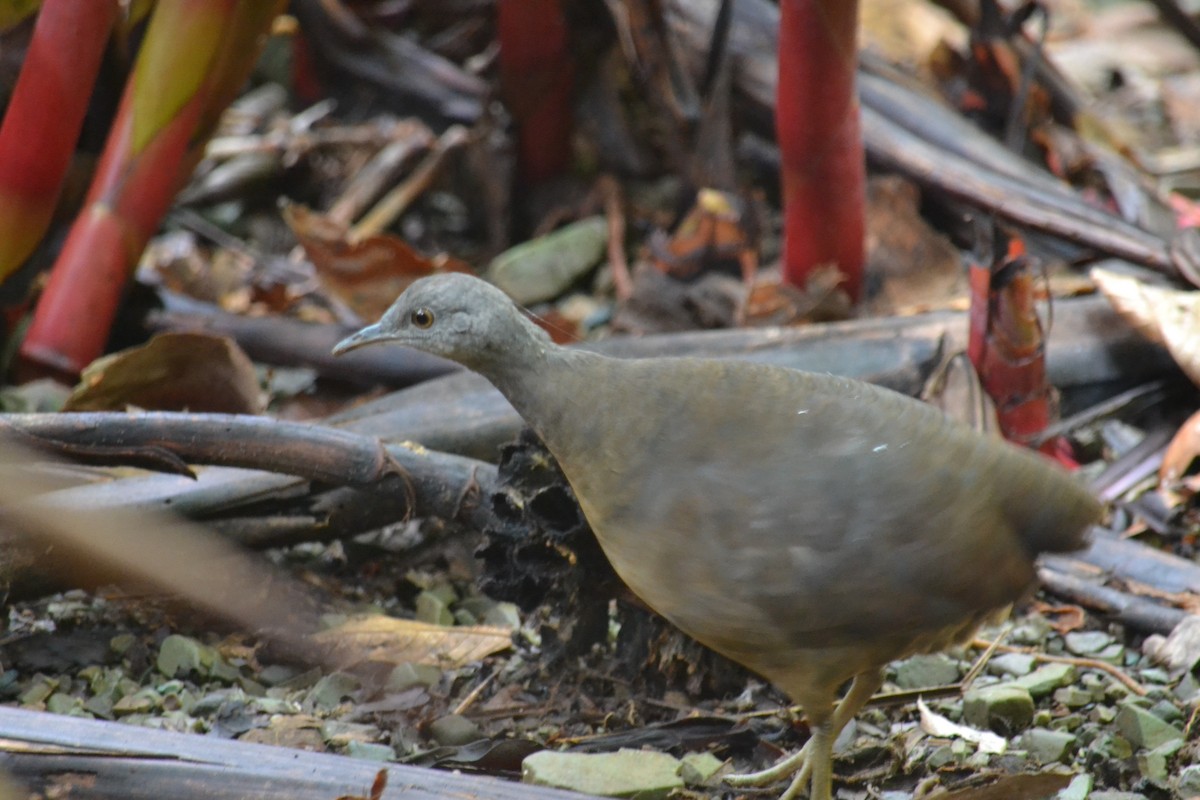 Little Tinamou - ML153269131