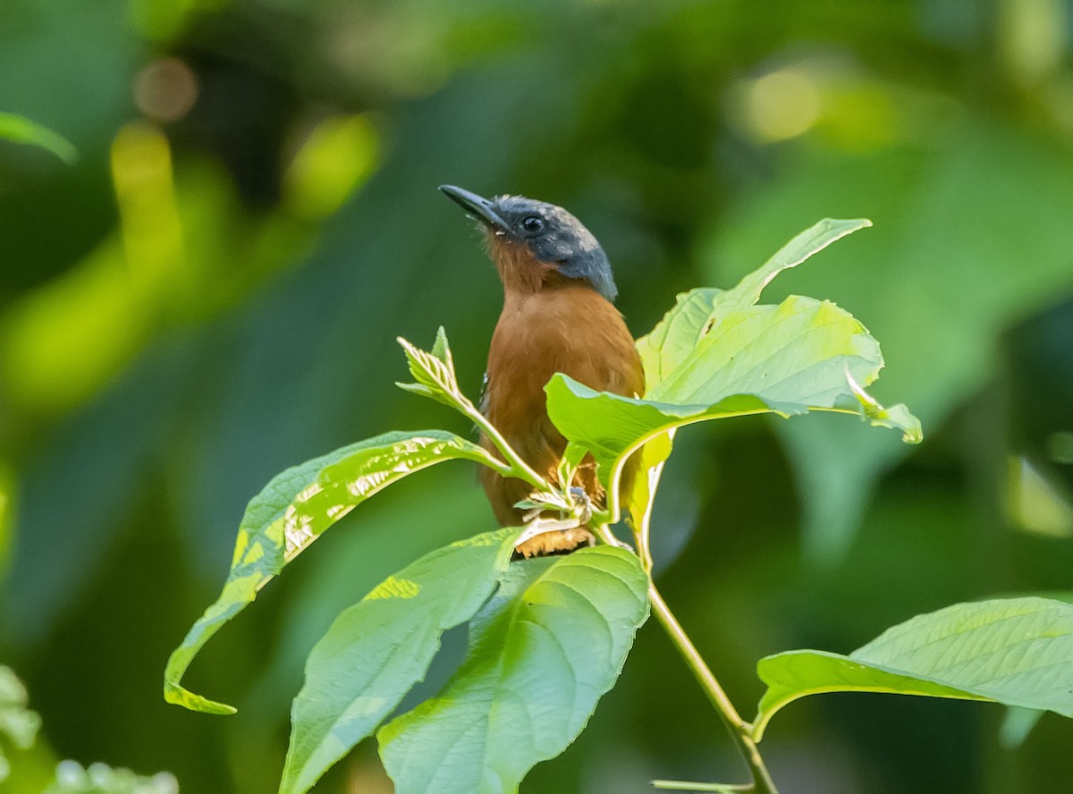 Dot-winged Antwren - ML153269181