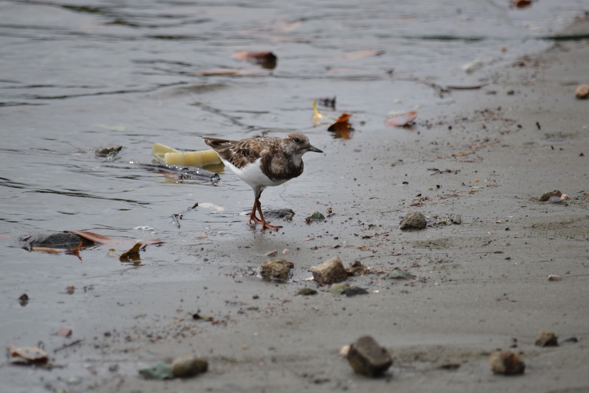 Ruddy Turnstone - ML153269691