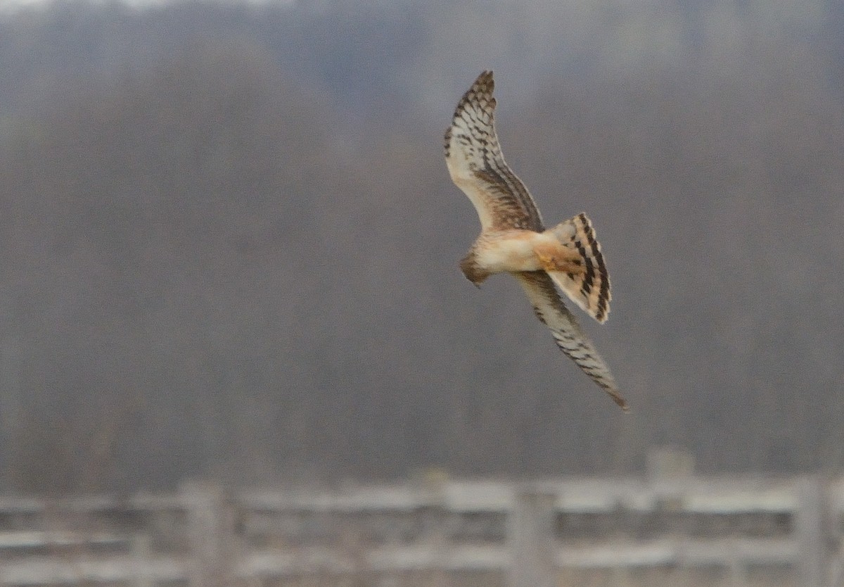 Northern Harrier - ML153269731