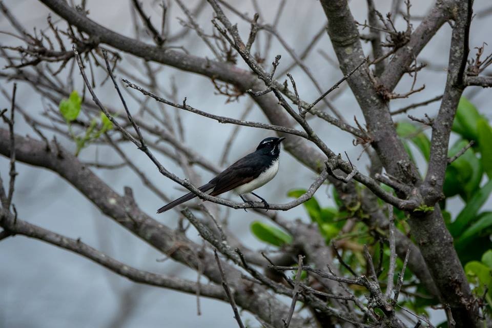 Willie-wagtail - ML153270191