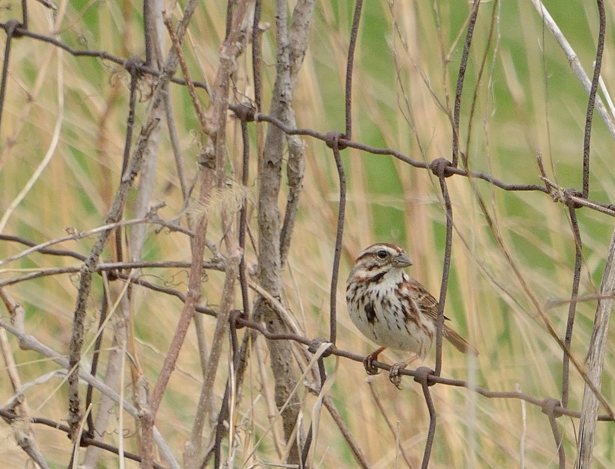 Song Sparrow - ML153270491