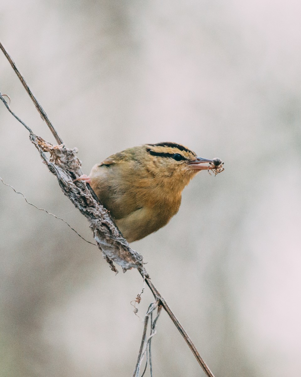 Worm-eating Warbler - ML153272551