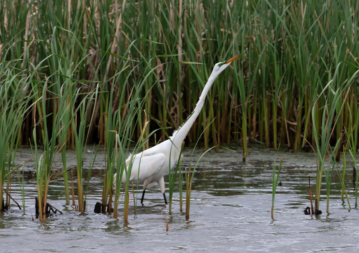 Great Egret - Jack and Shirley Foreman