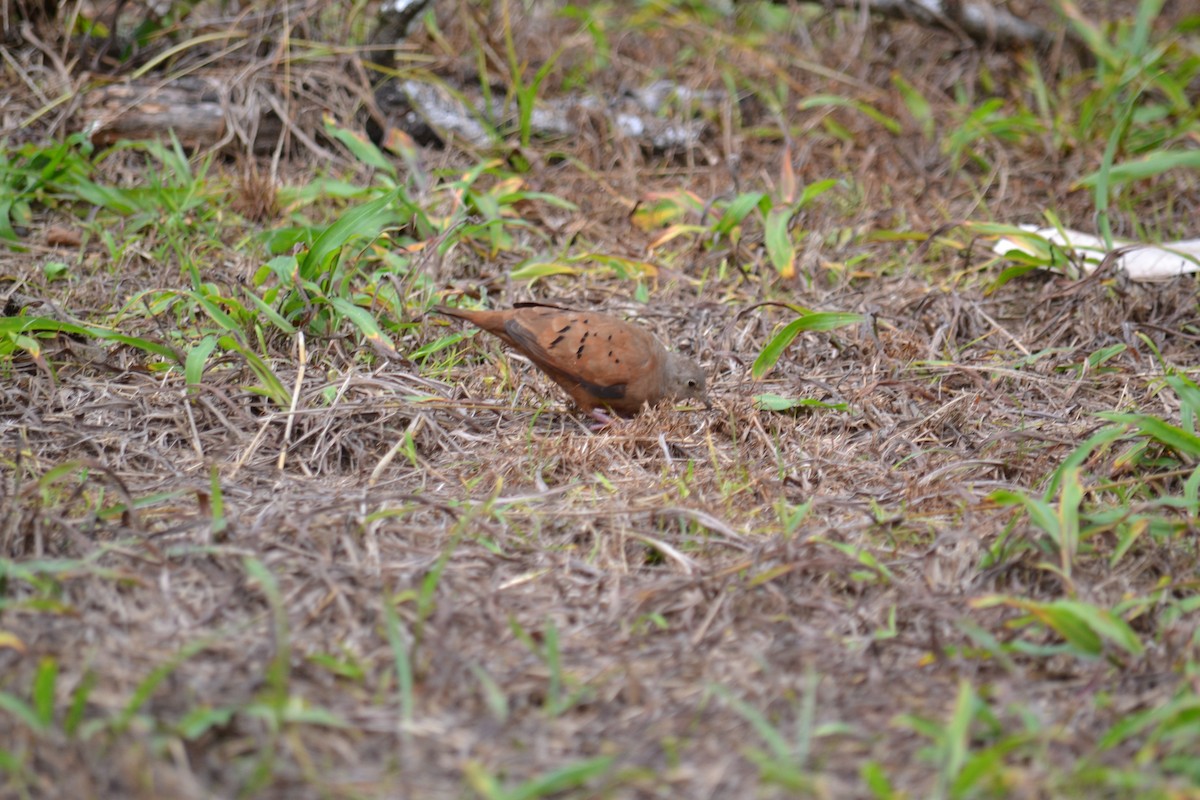 Ruddy Ground Dove - ML153272631