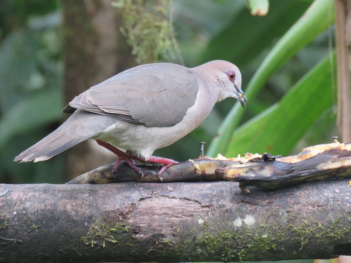 White-tipped Dove - Keith Leonard