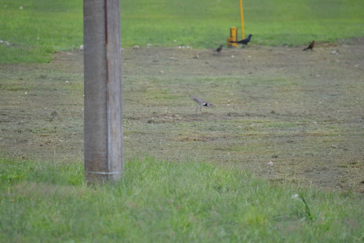 Southern Lapwing - ML153273081