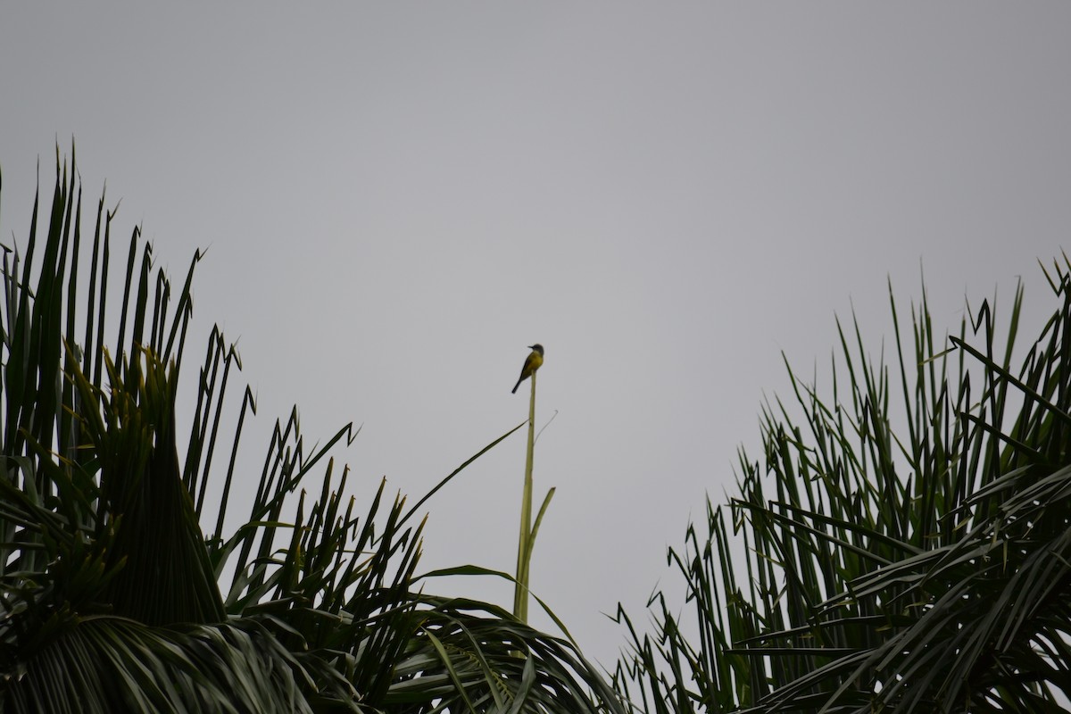 Tropical Kingbird - ML153273571