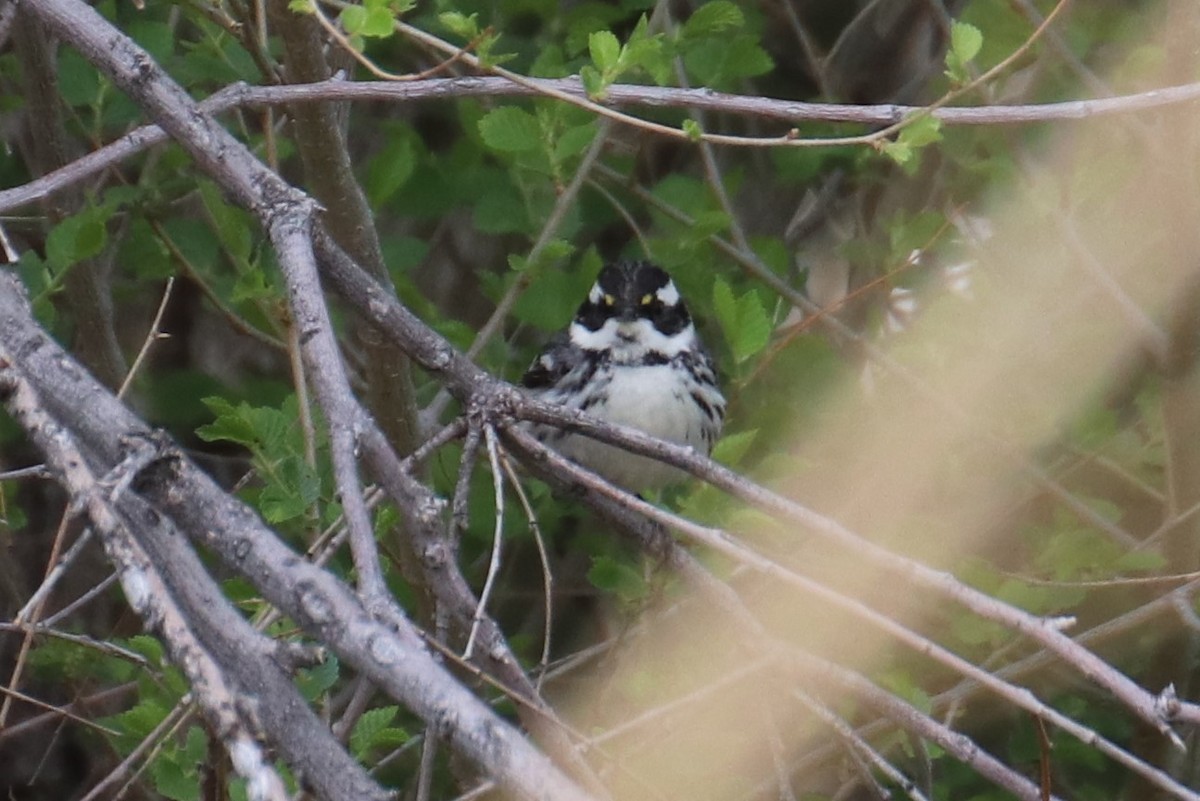 Black-throated Gray Warbler - ML153273711