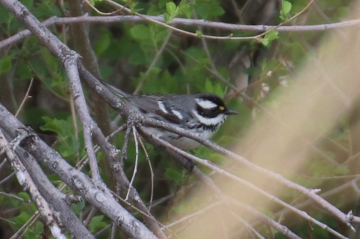 Black-throated Gray Warbler - Kathy Mihm Dunning