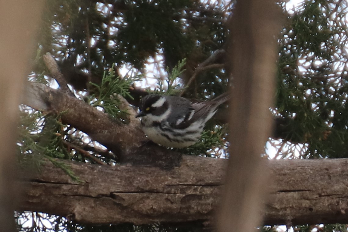 Black-throated Gray Warbler - Kathy Mihm Dunning